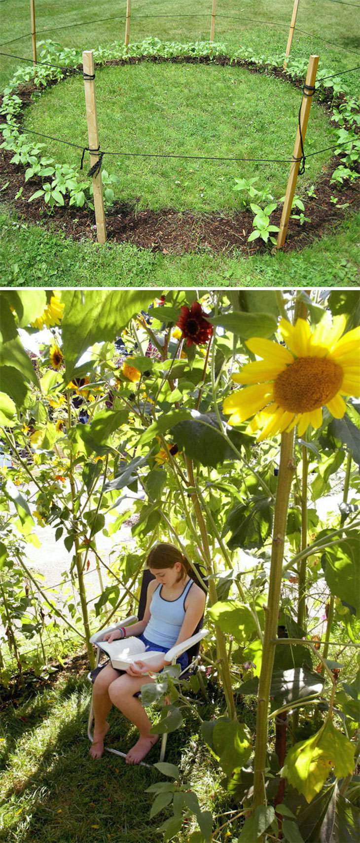 Creative Gardening Ideas and Tricks sunflower house