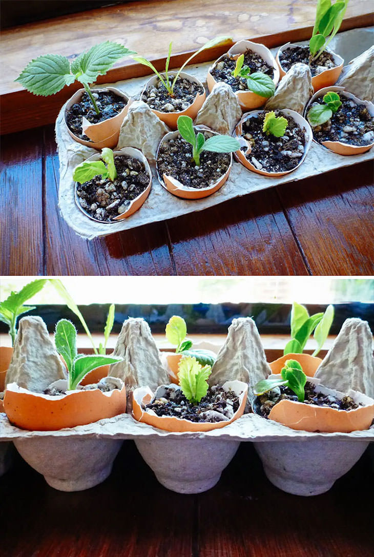 Creative Gardening Ideas and Tricks seeds in eggshells