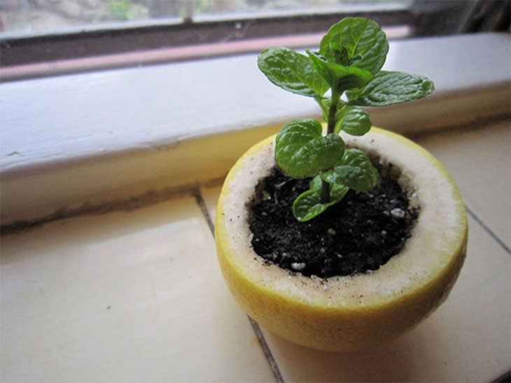 Creative Gardening Ideas and Tricks citrus peel starter pot for seedlings