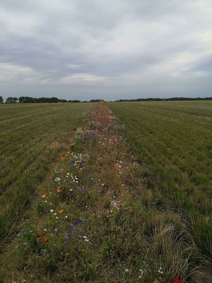 Creative Gardening Ideas and Tricks "flower belts" for the bees in the fields