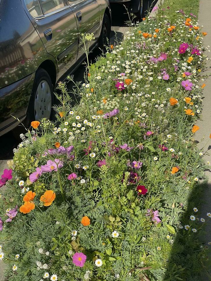 Creative Gardening Ideas and Tricks wildflower seeds on parking strip