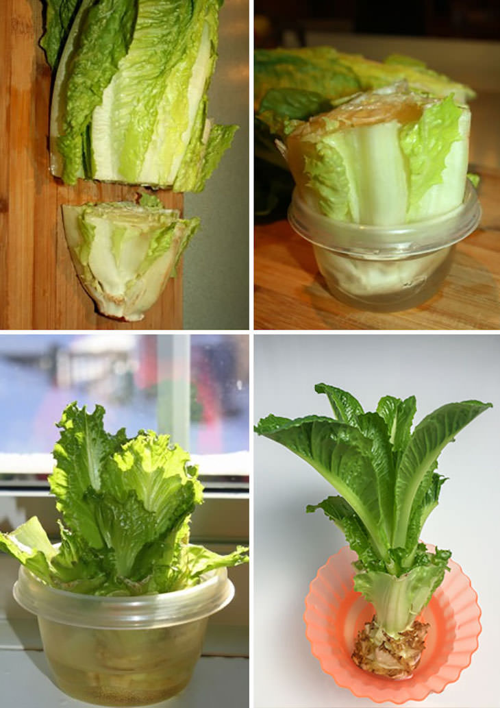 Creative Gardening Ideas and Tricks How to regrow Romain lettuce from the stem