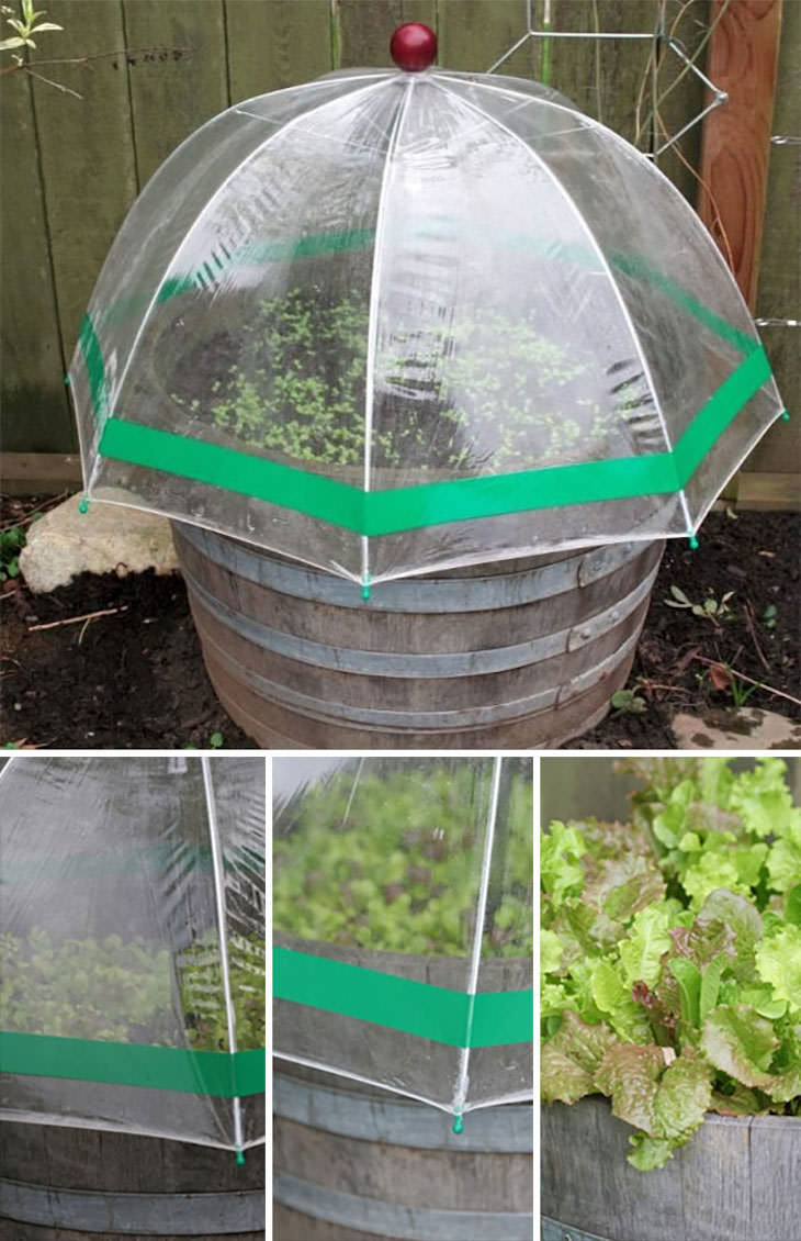 Creative Gardening Ideas and Tricks A mini DIY greenhouse