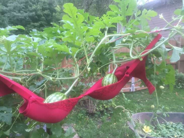 Creative Gardening Ideas and Tricks watermelons