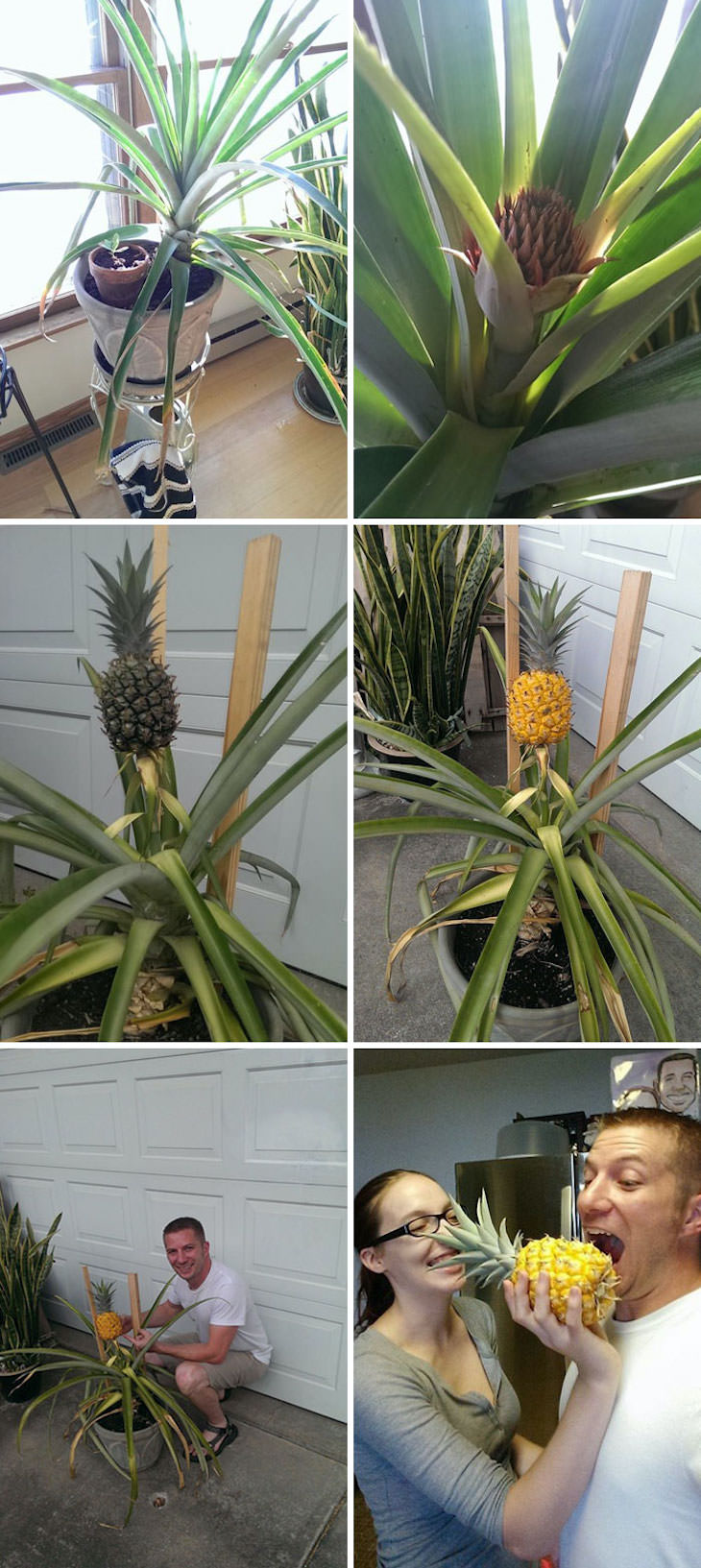 Creative Gardening Ideas and Tricks pineapple