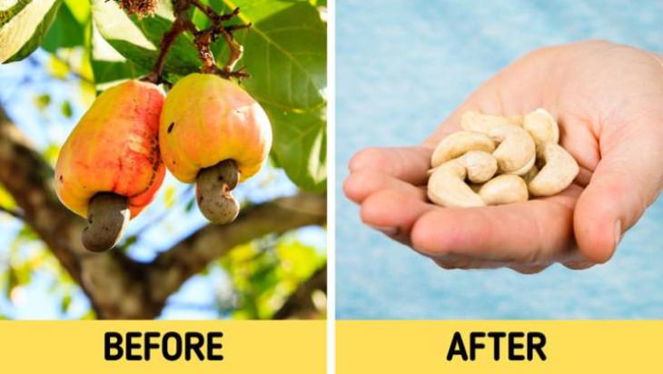 before and after manufacturing Cashews