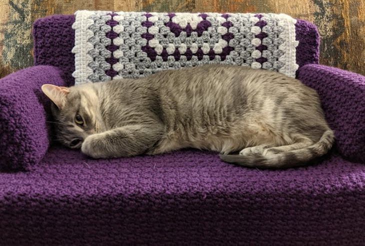 Heartwarming and Happy Moments cat couch