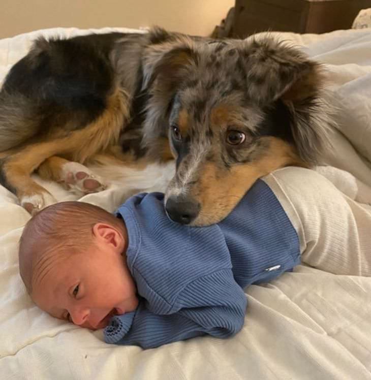 Heartwarming and Happy Moments dog and baby