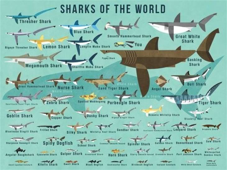 charts sharks