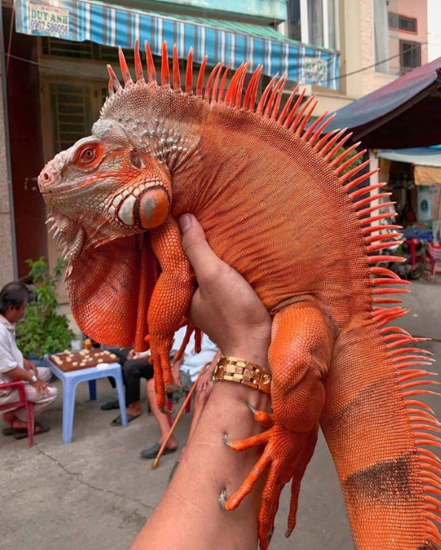 Poignant Photos giant red iguana