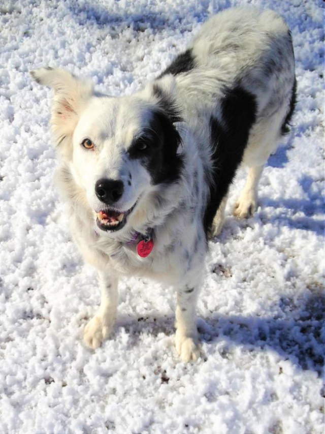 Poignant Photos Chaser the Border Collie