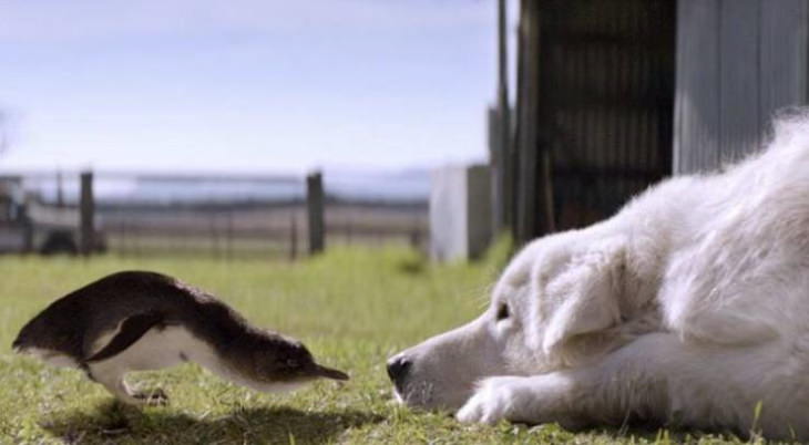 Poignant Photos fairy penguin and dog