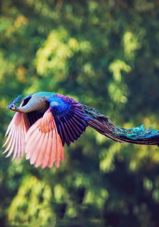 Poignant Photos peacock