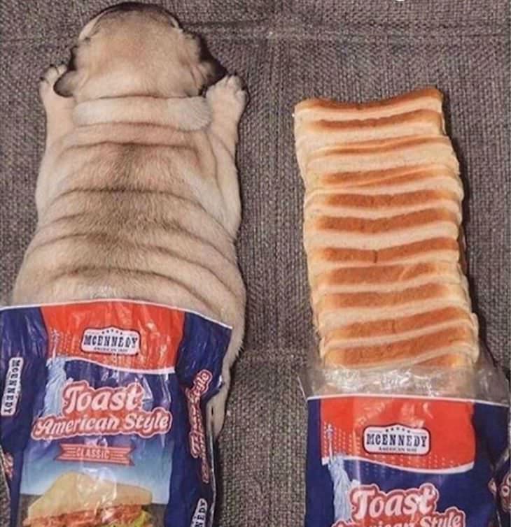 Hilarious Dog Photos That Will Have You in Splits sliced bread