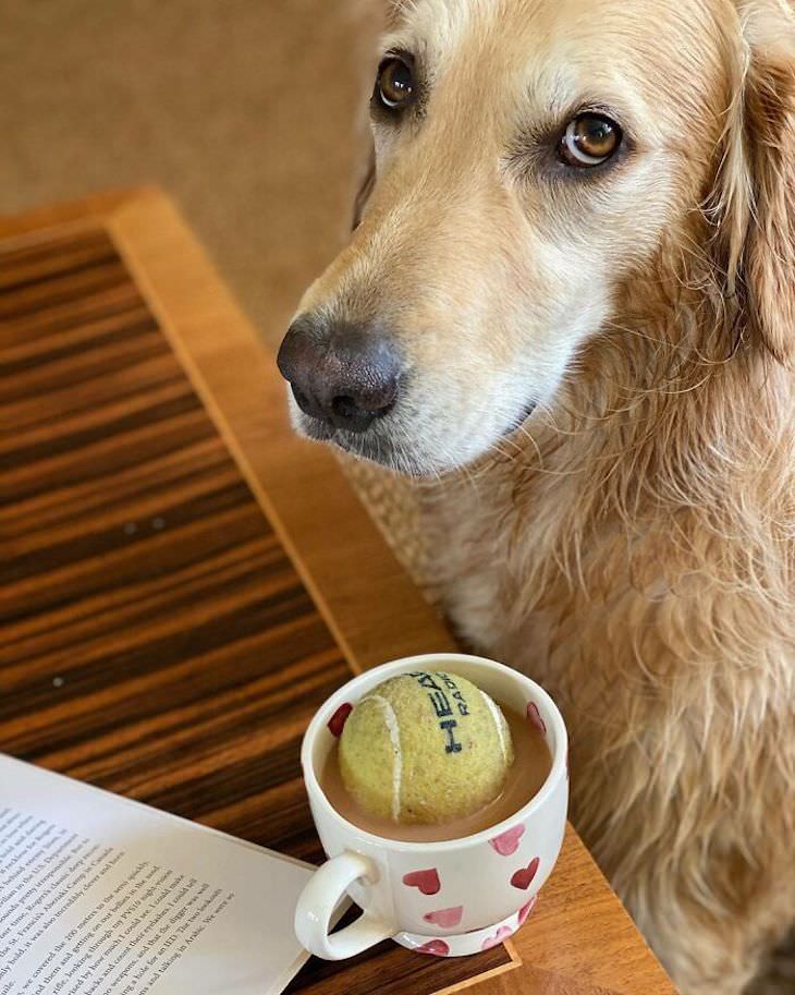 Hilarious Dog Photos That Will Have You in Splits ball in coffee