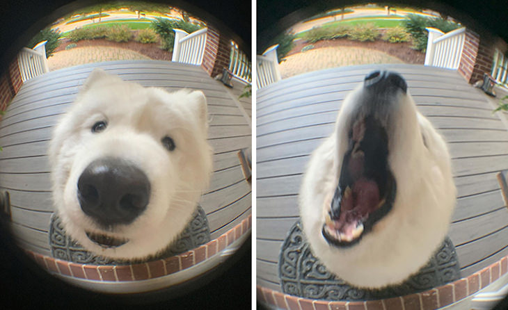 Hilarious Dog Photos That Will Have You in Splits doorbell