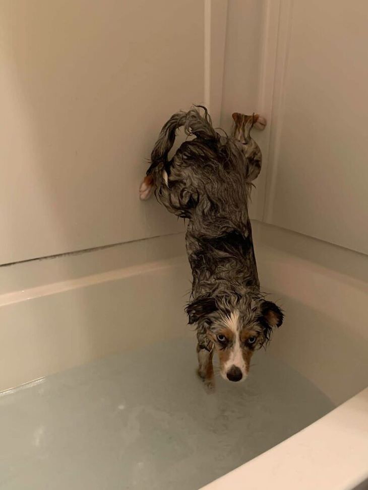 Hilarious Dog Photos That Will Have You in Splits stubborn at bathtime