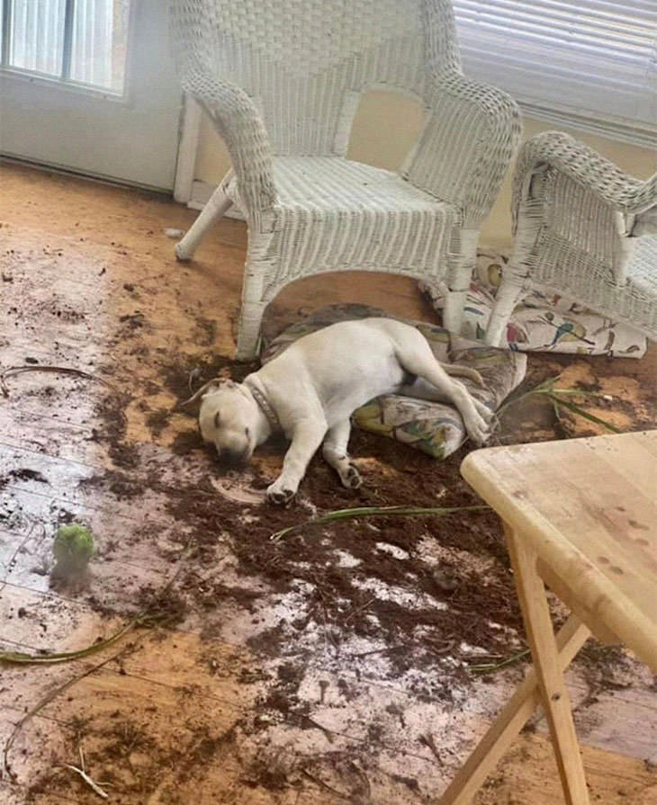 Hilarious Dog Photos That Will Have You in Splits crime scene
