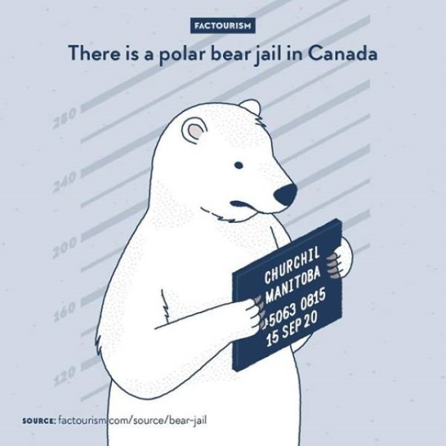 Factourism polar bear jail