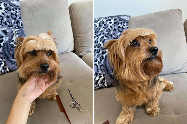 Hilarious Dog Photos That Will Have You in Splits haircut