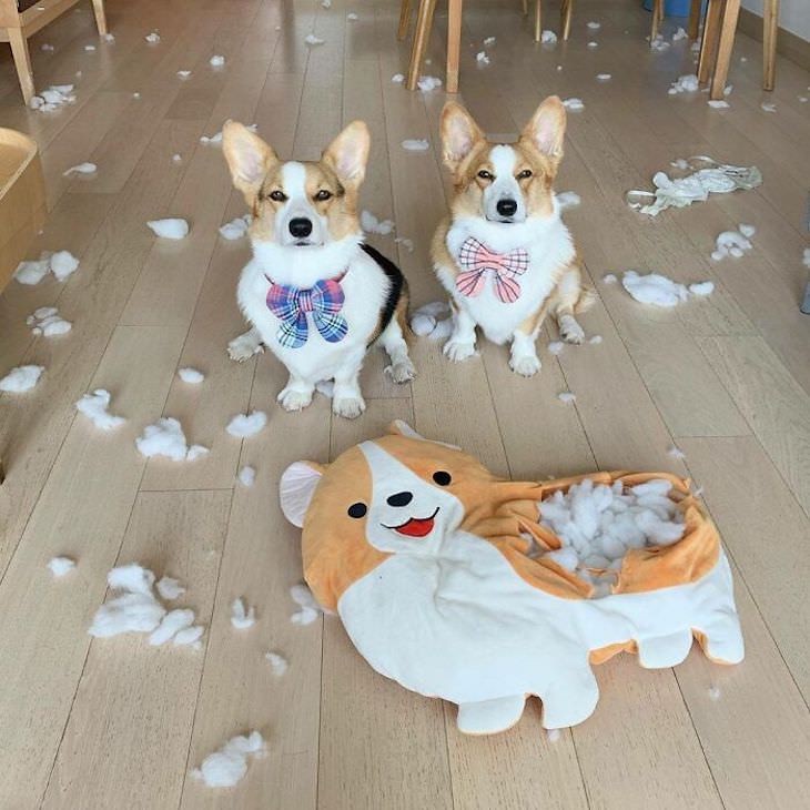 Hilarious Dog Photos That Will Have You in Splits corgis making a mess