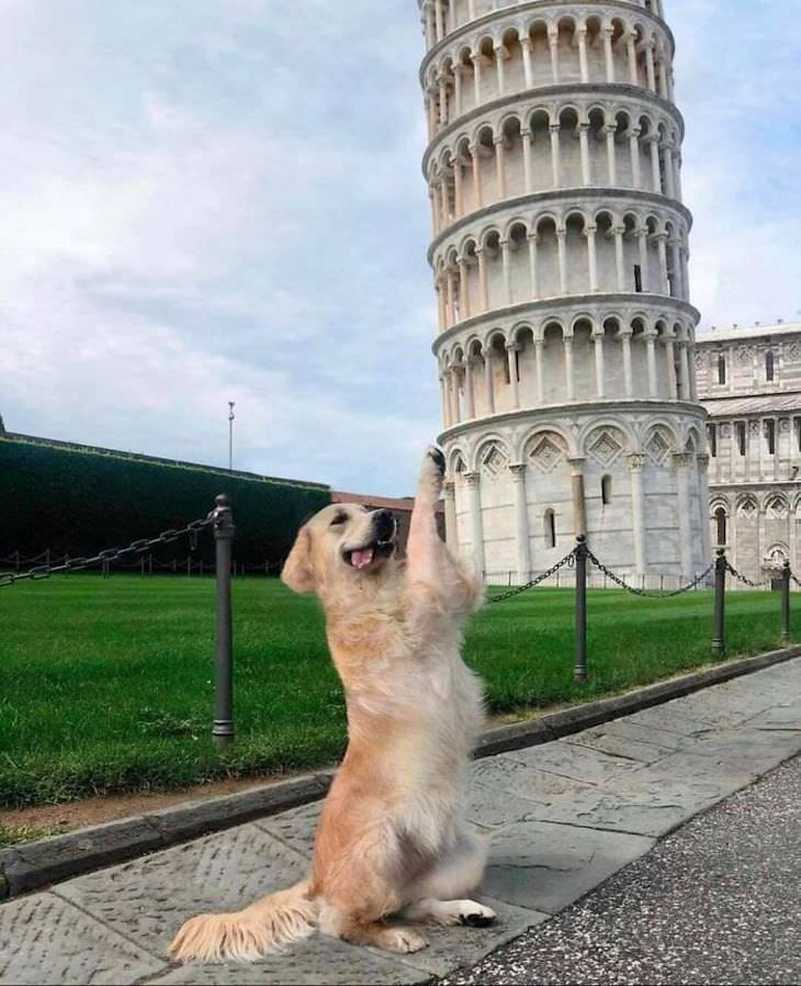 Hilarious Dog Photos That Will Have You in Splits pizza tower