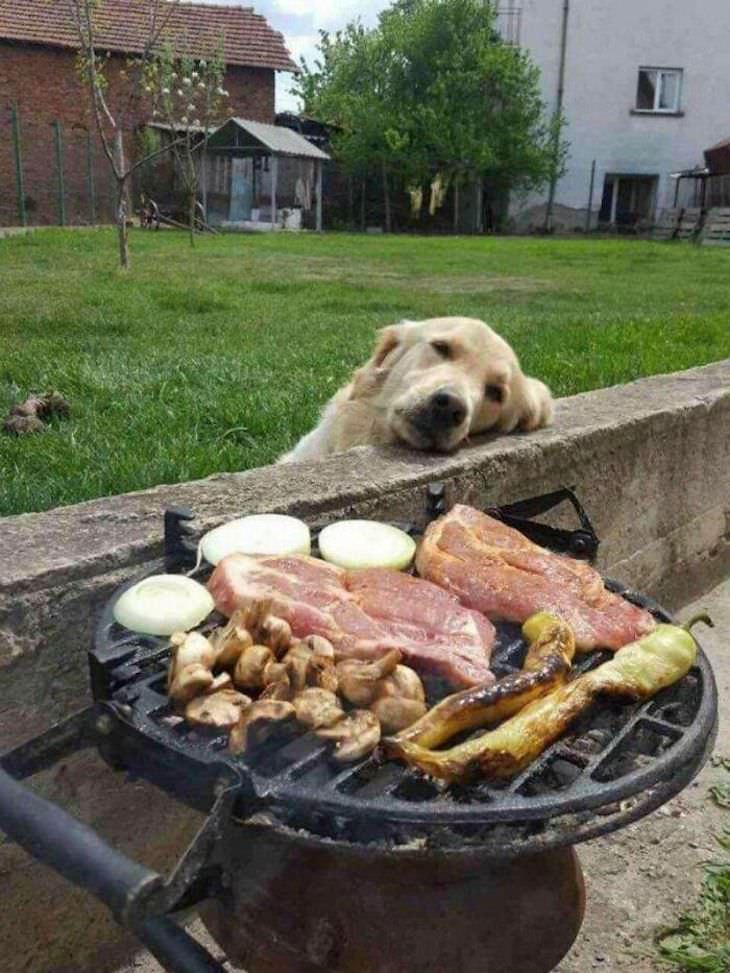 Hilarious Dog Photos That Will Have You in Splits BBQ daydreaming