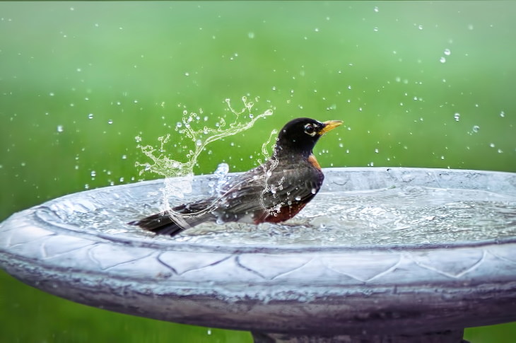 Things That Attract Snakes to Your Home birdbath