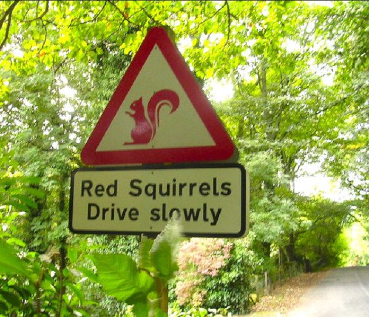 Funny Street Signs, squirrel