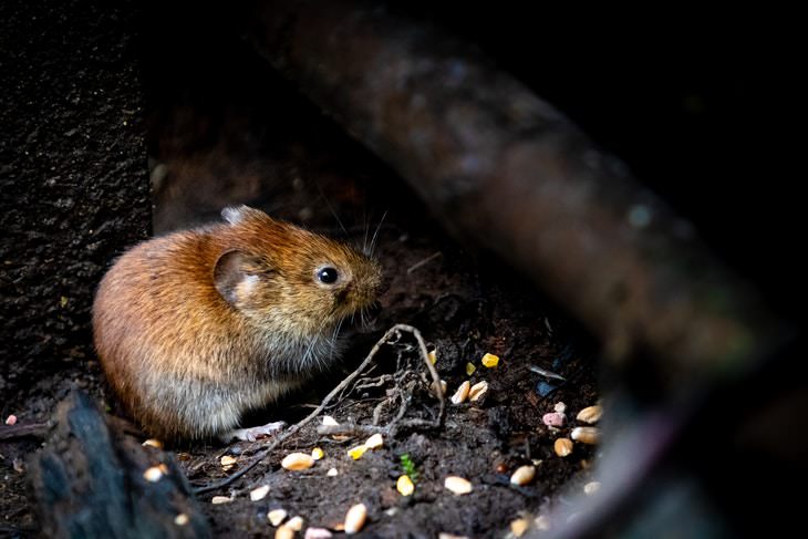 Things That Attract Snakes to Your Home mouse