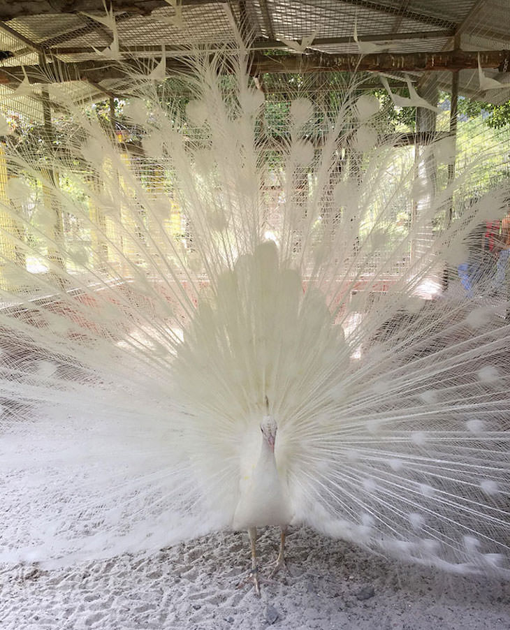 18 Photos Showcasing Earth Is Wonderful albino peacock
