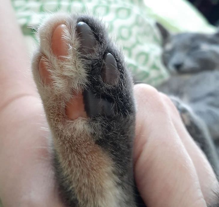 18 Photos Showcasing Earth Is Wonderful black and white kitten foot
