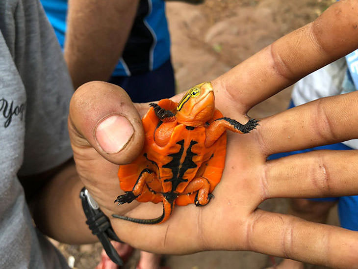 18 Photos Showcasing Earth Is Wonderful orange turtle