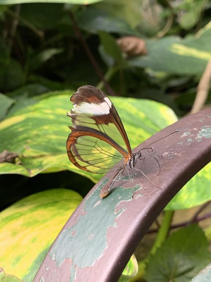 18 Photos Showcasing Earth Is Wonderful glasswing butterfly