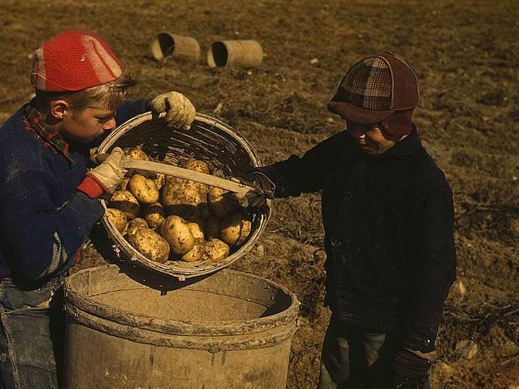 Historic Photos Depicting 1940s US in Vivid Color kids harvest potatoes