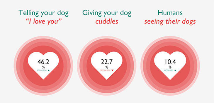 Study: The Effect of Telling Your Dog ‘I Love You'm study findings