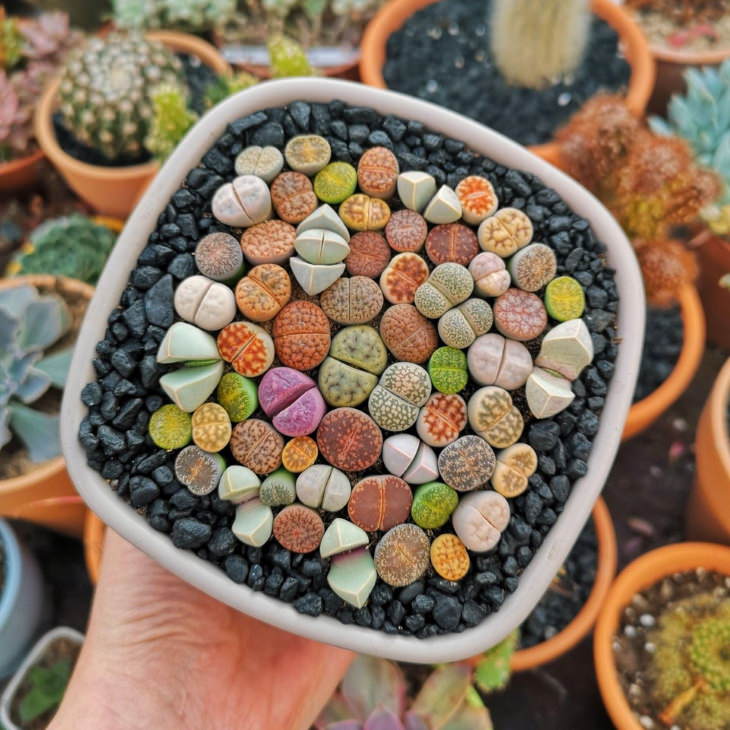 Indoor Succulents Lithops