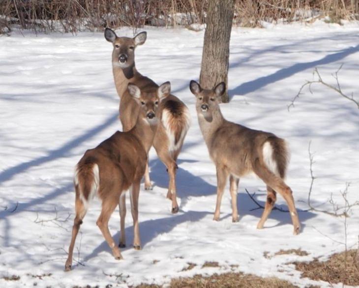 Life in Canada, deer