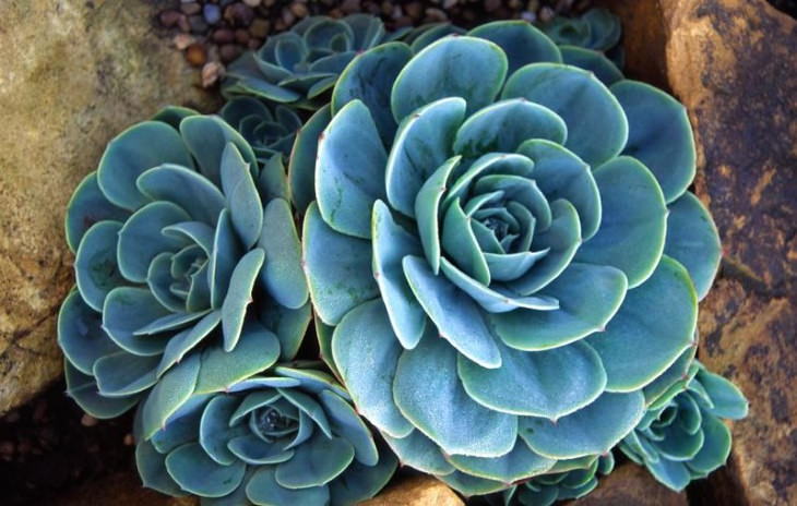 Indoor Succulents Echeveria Glauca (Echeveria glauca)