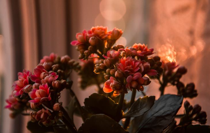 Indoor Succulents Kalanchoe blossfeldiana