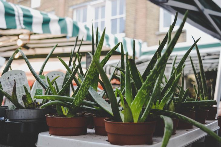 Indoor Succulents Aloe vera