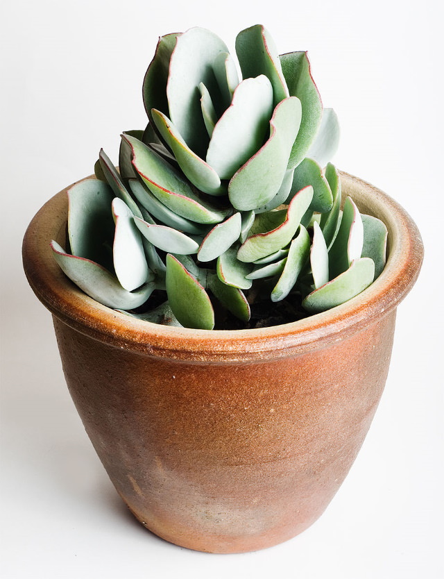 Indoor Succulents Silver Jade Plant (Crassula arborescens)