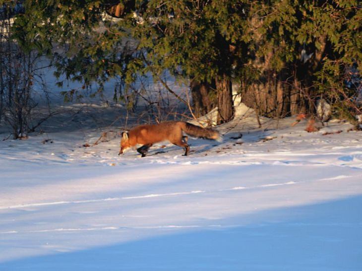 Life in Canada, fox 