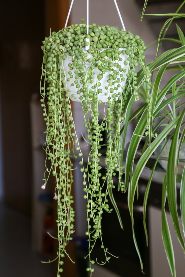 Indoor Succulents Senecio rowleyanus