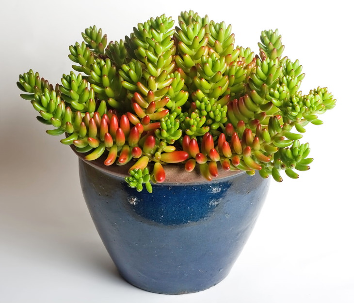 Indoor Succulents Sedum rubrotinctum