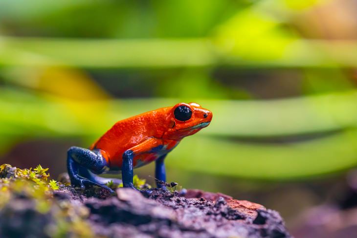 9. Es más probable que los animales de colores vivos sean venenosos; evita tocarlos.