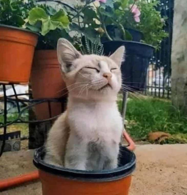 Adorable, Funny and Sassy - 15 Classic Cat Moments cat in pot