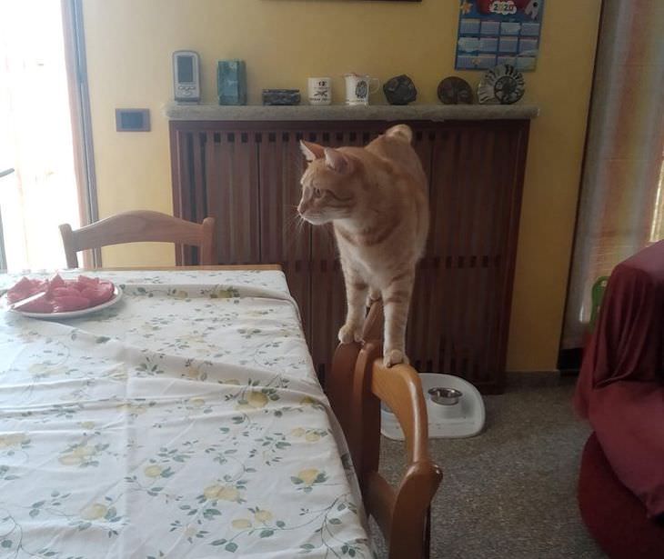 Adorable, Funny and Sassy - 15 Classic Cat Moments jumping on table