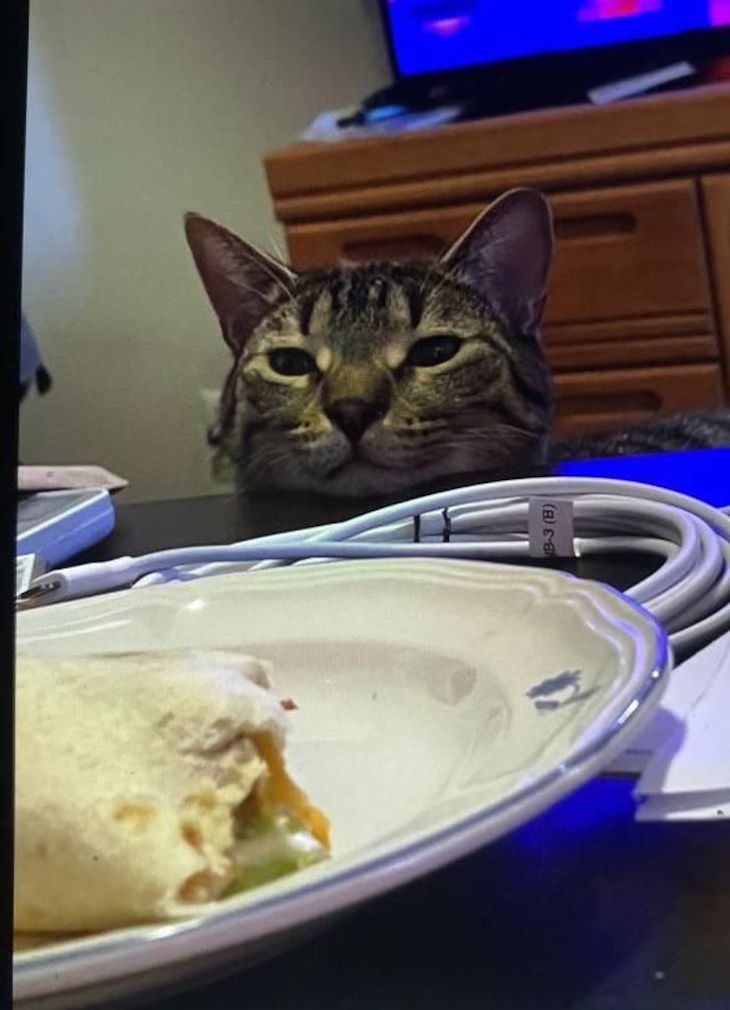 Adorable, Funny and Sassy - 15 Classic Cat Moments food