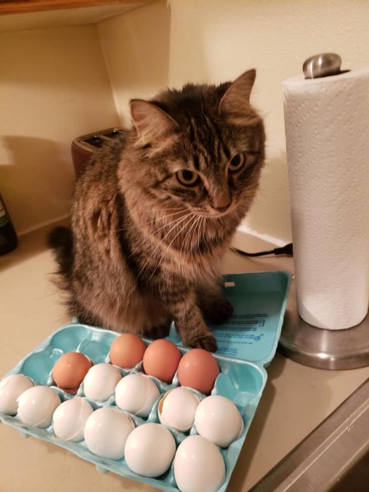 Adorable, Funny and Sassy - 15 Classic Cat Moments cooking